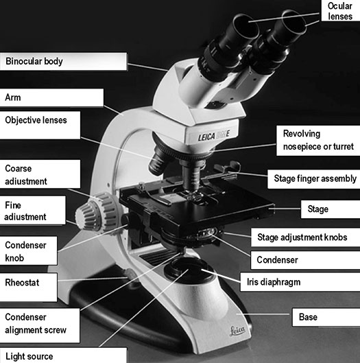 Microscope