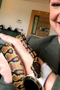 Xena ball python portrait