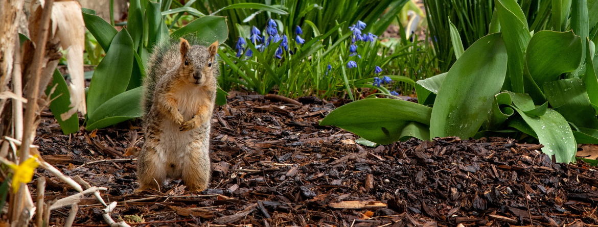 ISU squirrel