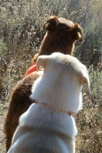 Kristi's two dogs