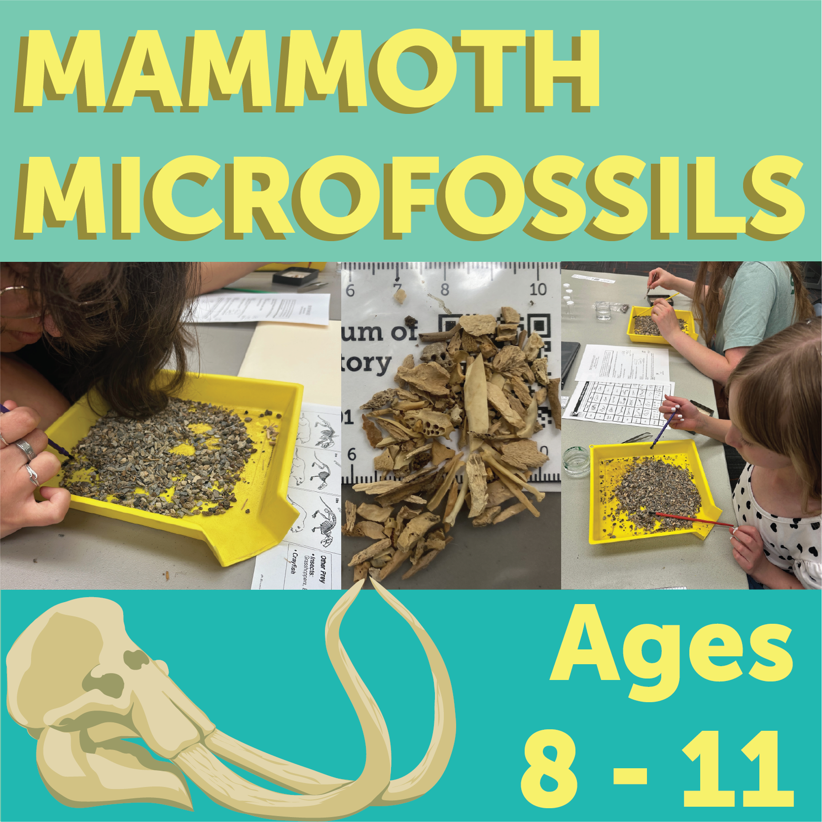 Mammoth microfossils, Ages 8-11