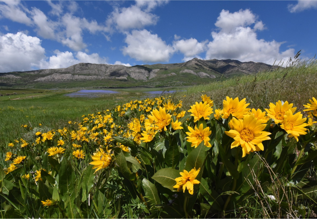 Balsamroot in the foreground and hills in the background