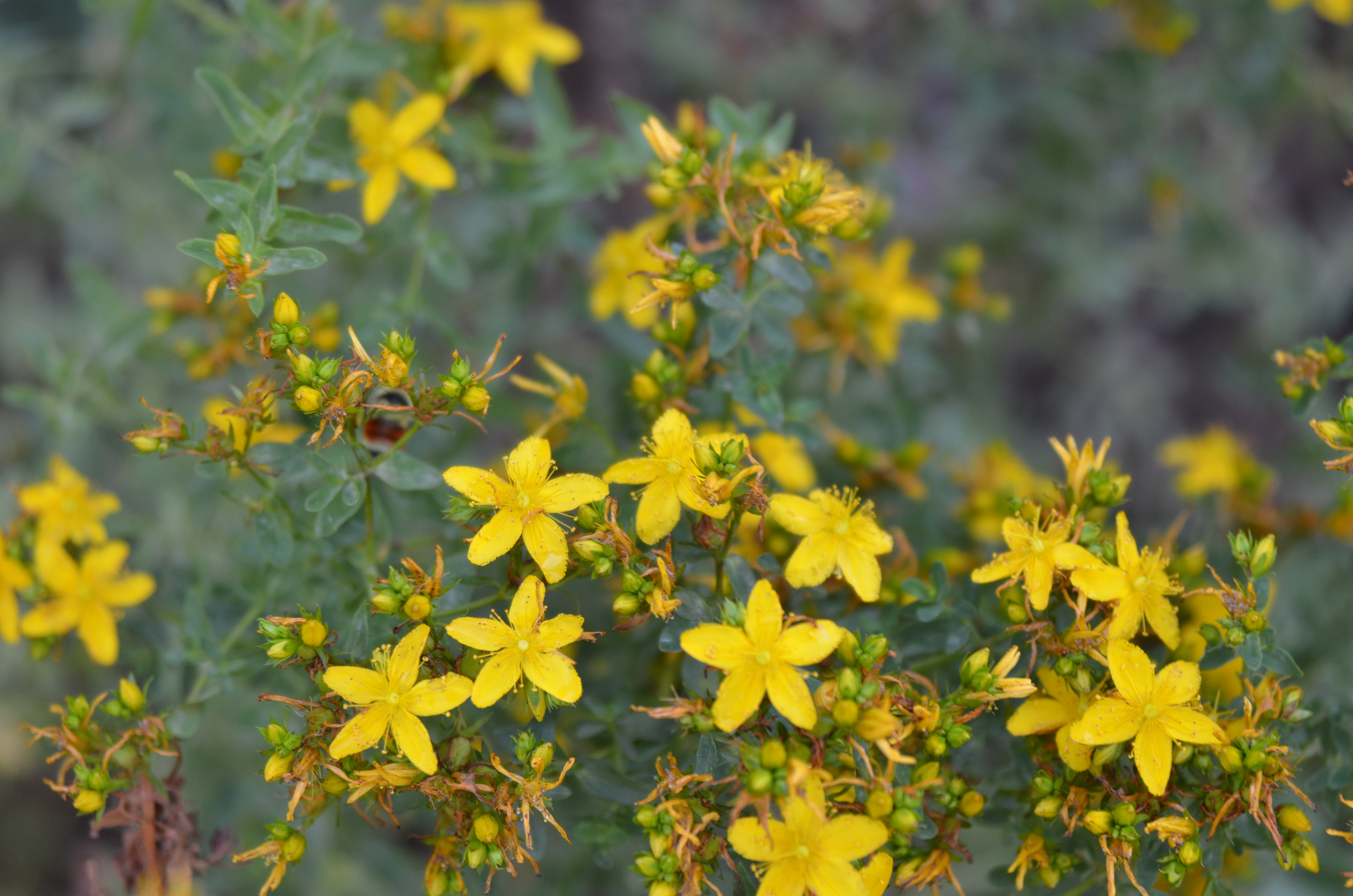 Yellow St. John’s wort plants