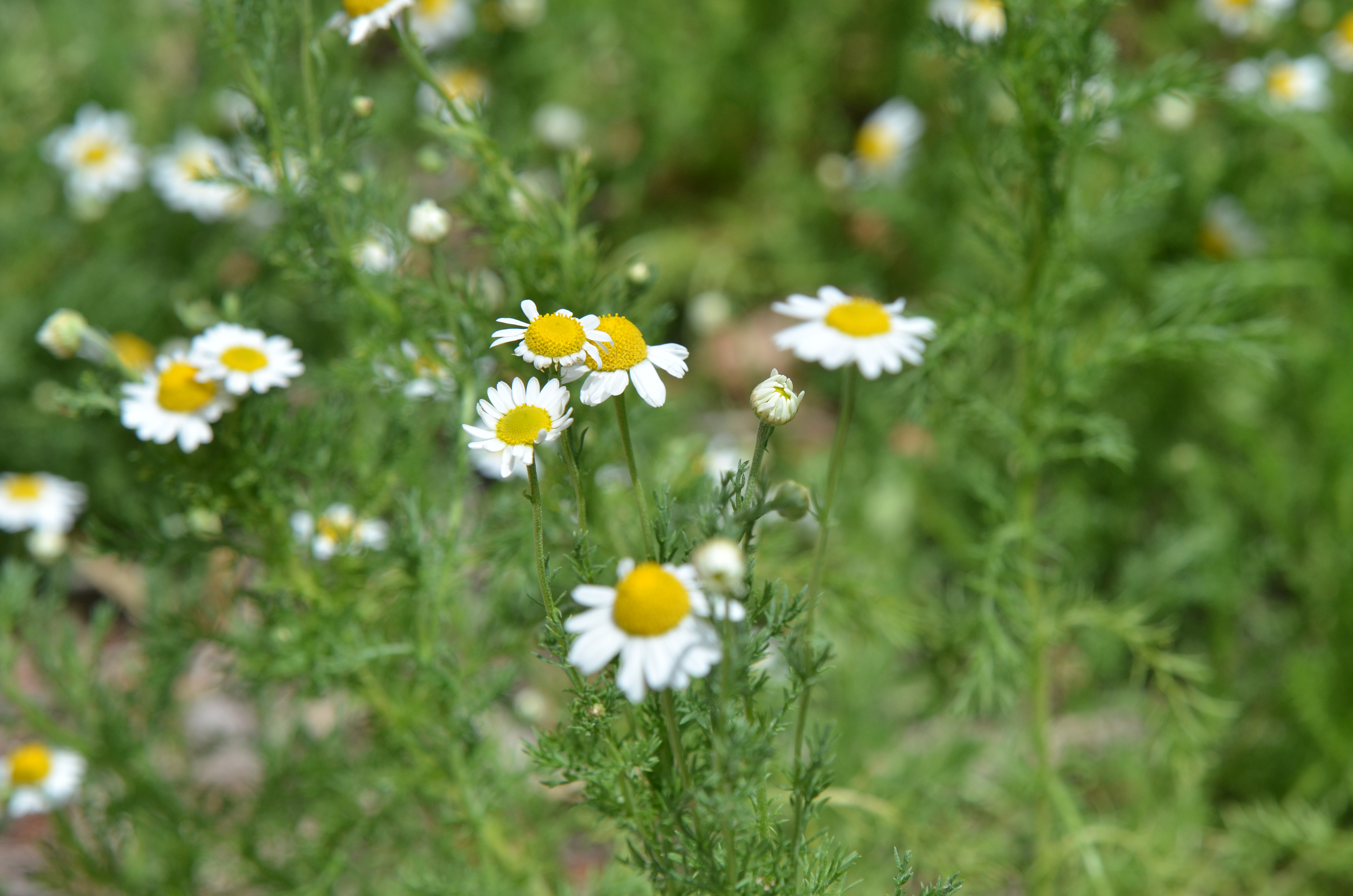 White flowered Roman chamomile