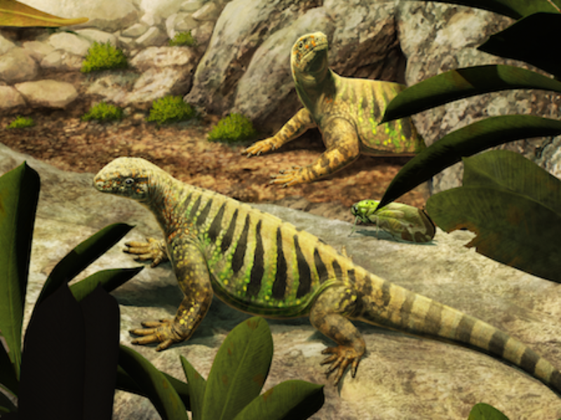 An illustration of a turtle